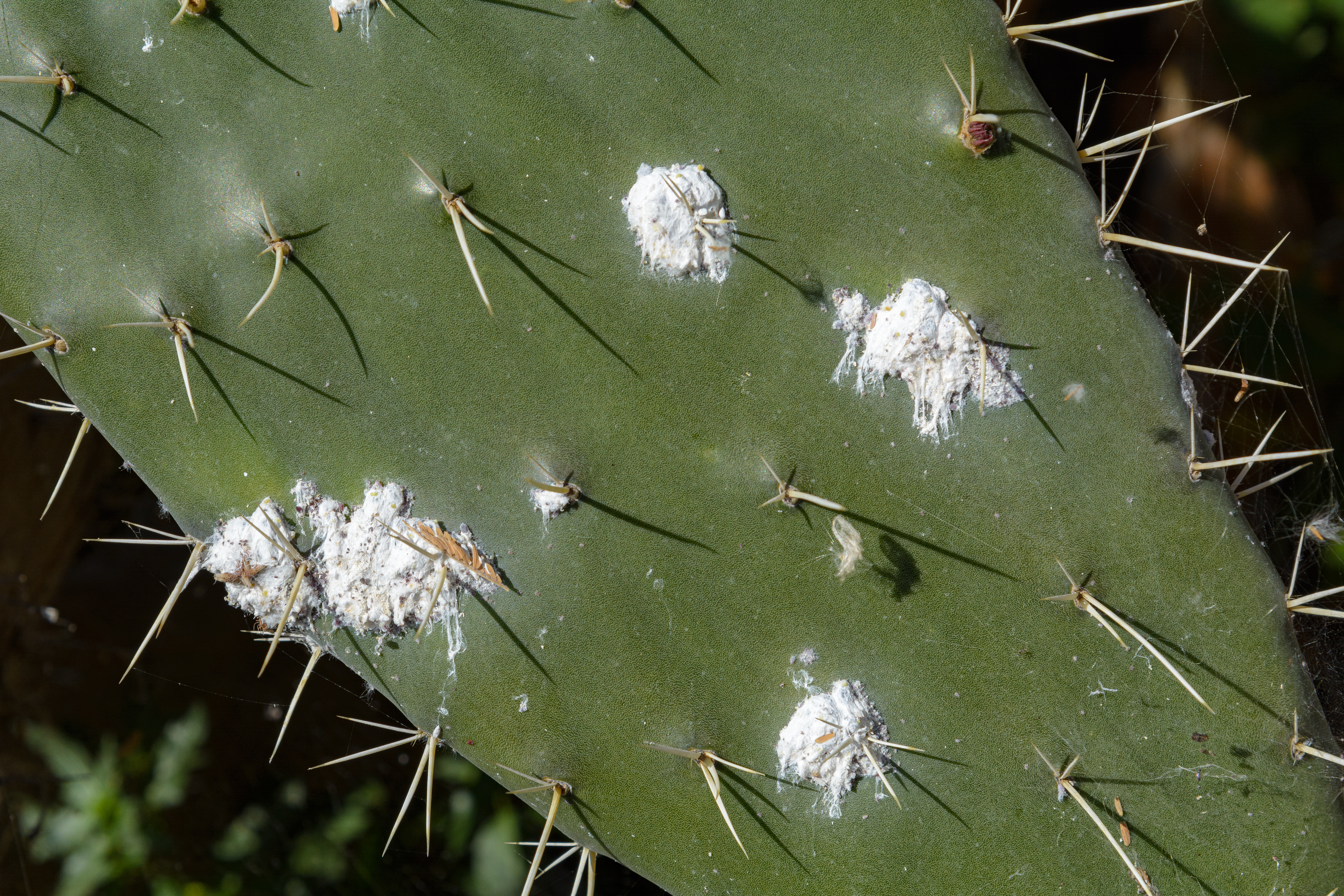 Dusty Pests (Cochineal Scale)