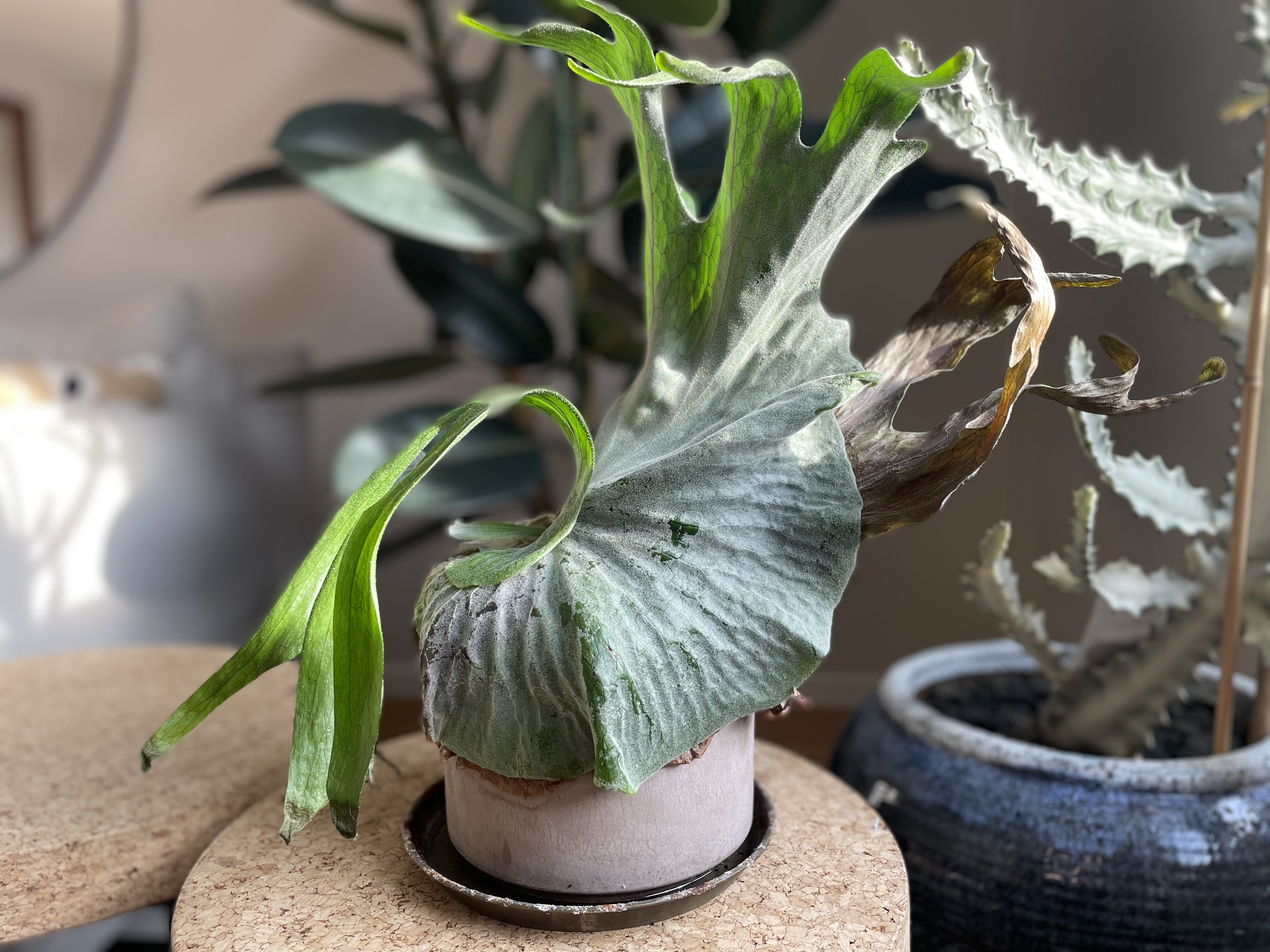 Best way to repot your Staghorn Fern