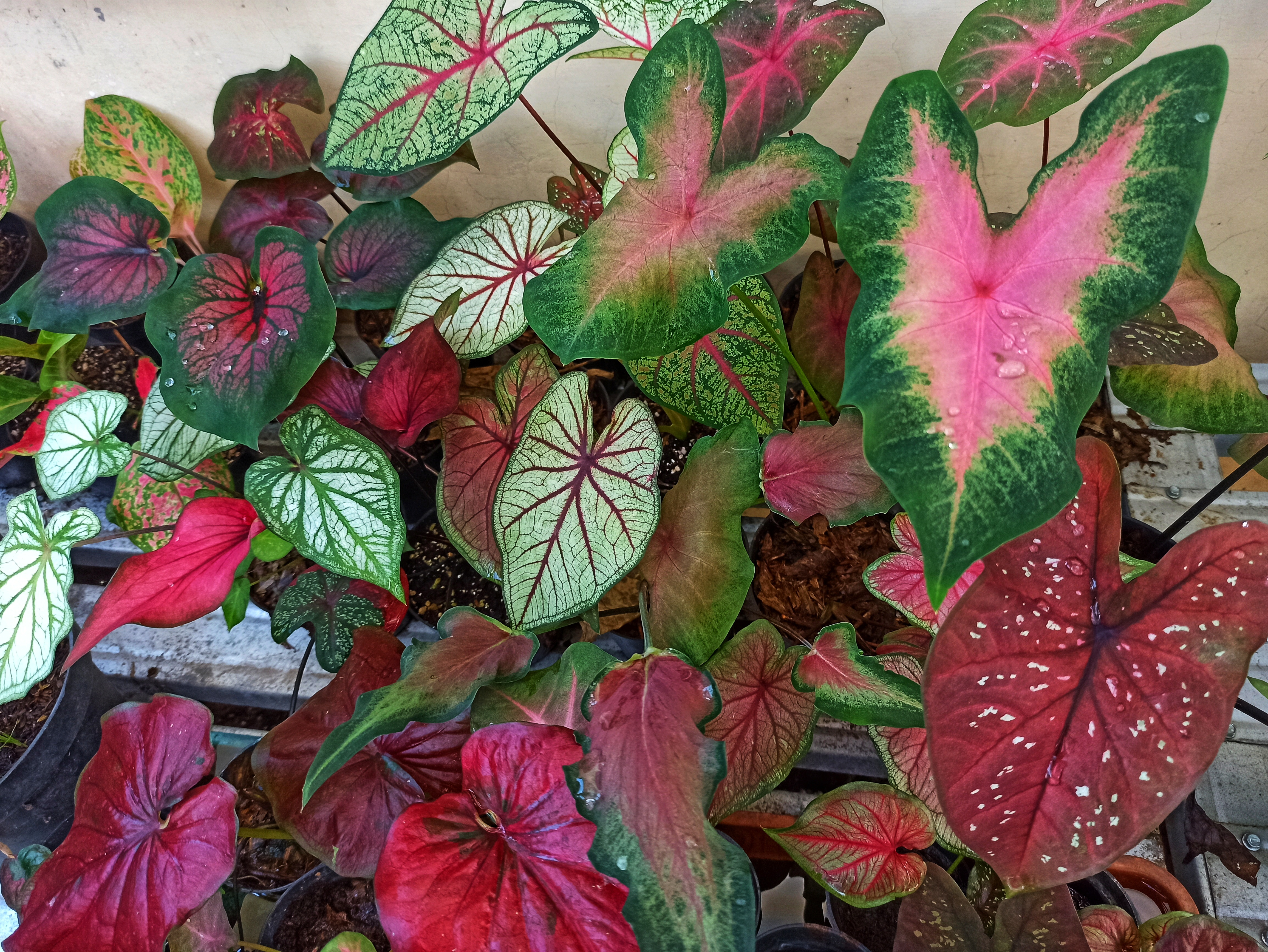 The Best Way to Take Care of Your Caladium