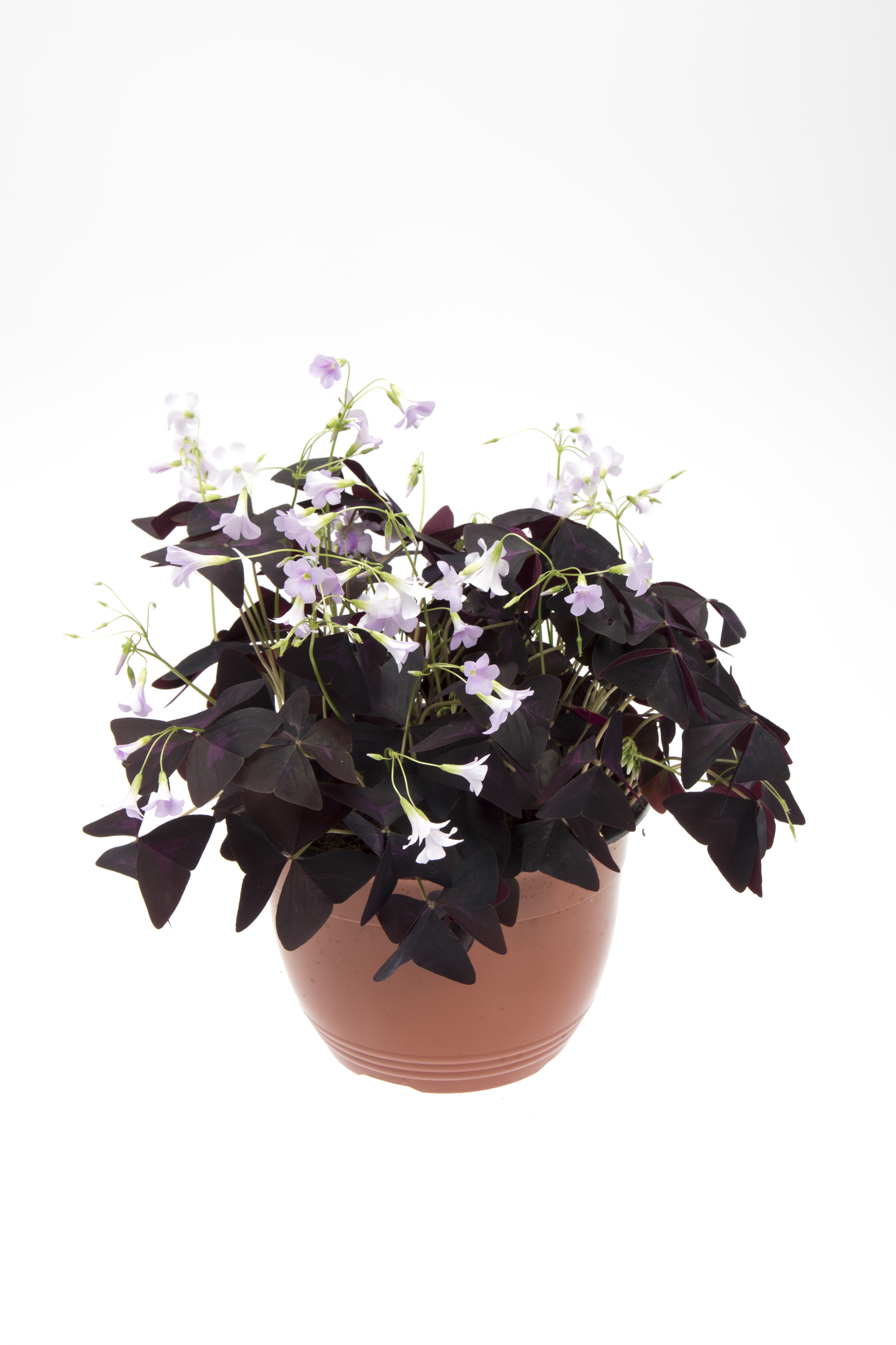 False Shamrock