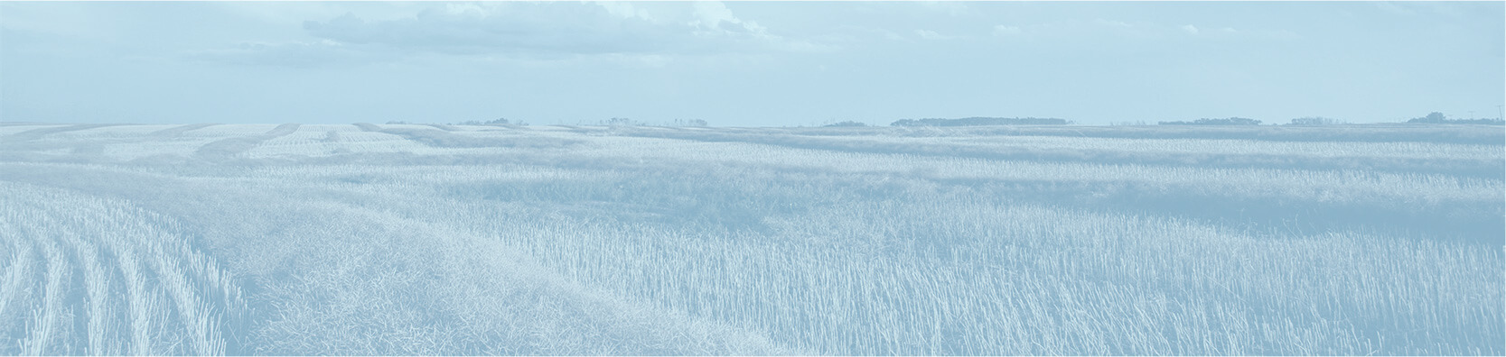 Calming Crop Field Landscape with Blue Overlay