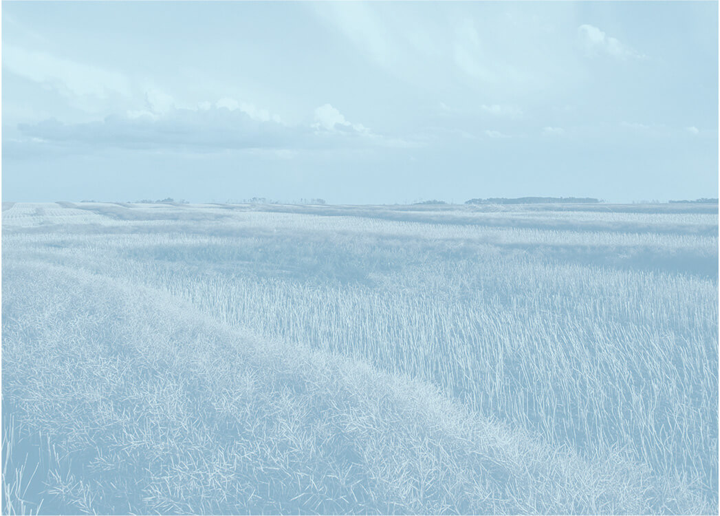 Calming Crop Field Landscape with Blue Overlay