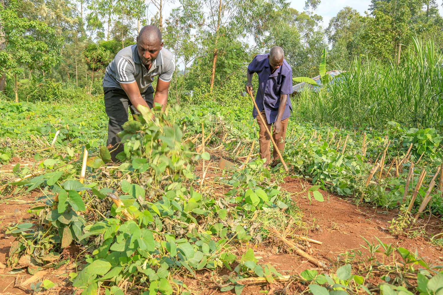 How can smallholder farmers benefit from soil carbon initiatives? Lessons from REDD+