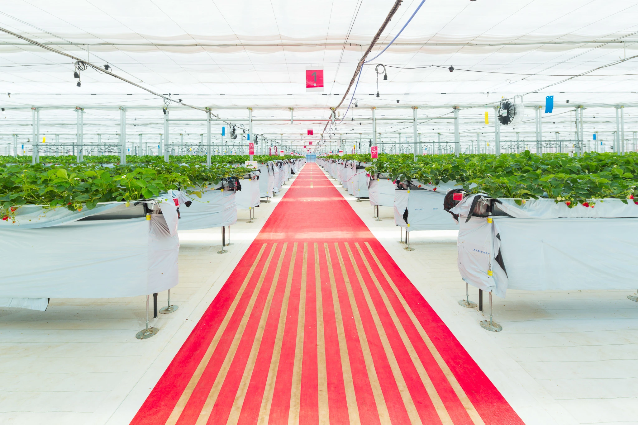JAL Agriportいちご農園