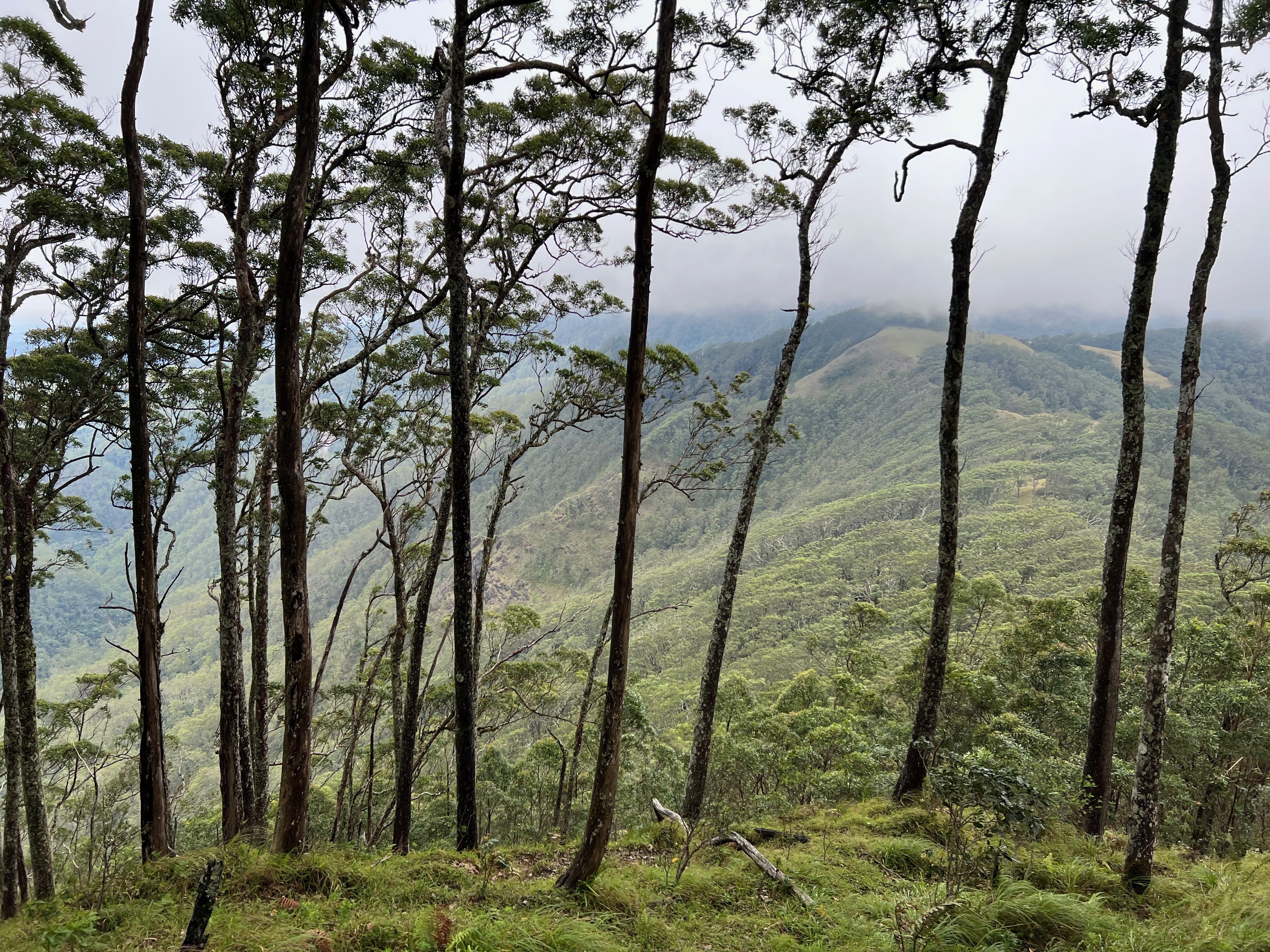 Trees plantation