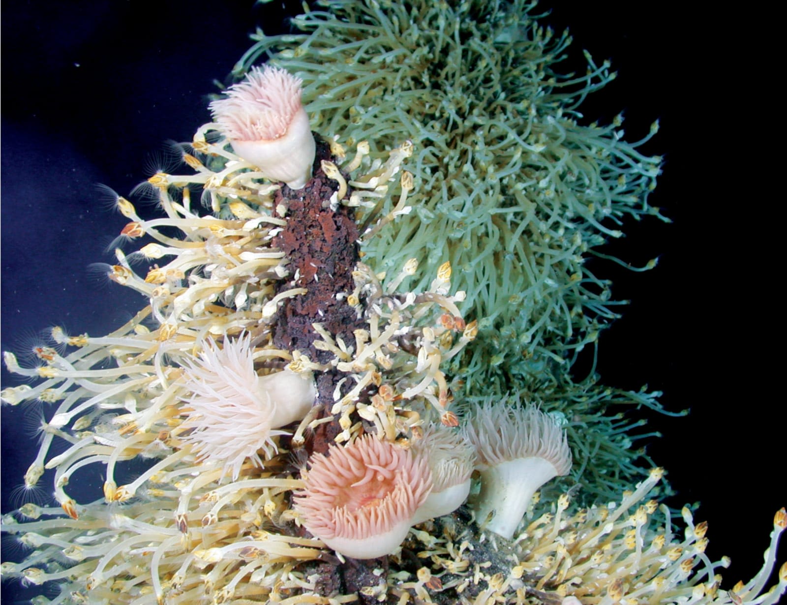 Image of deep sea ocean coral
