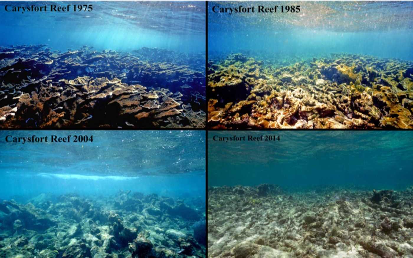 Collage of four different pircures of the Carysfort reef from 1975, 1985, 2004 and 2014
