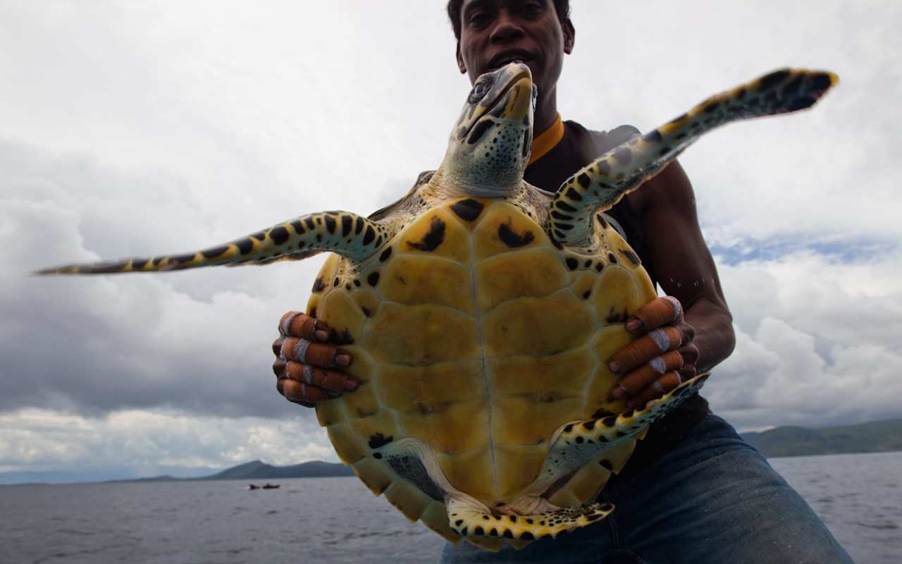 A man holds a sea turtle up to the camera