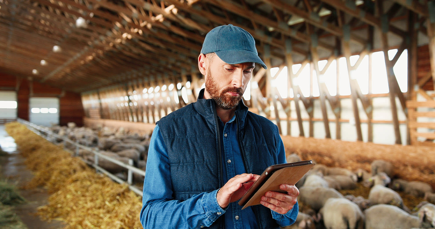 A man looking at a tablet in a sheep barn