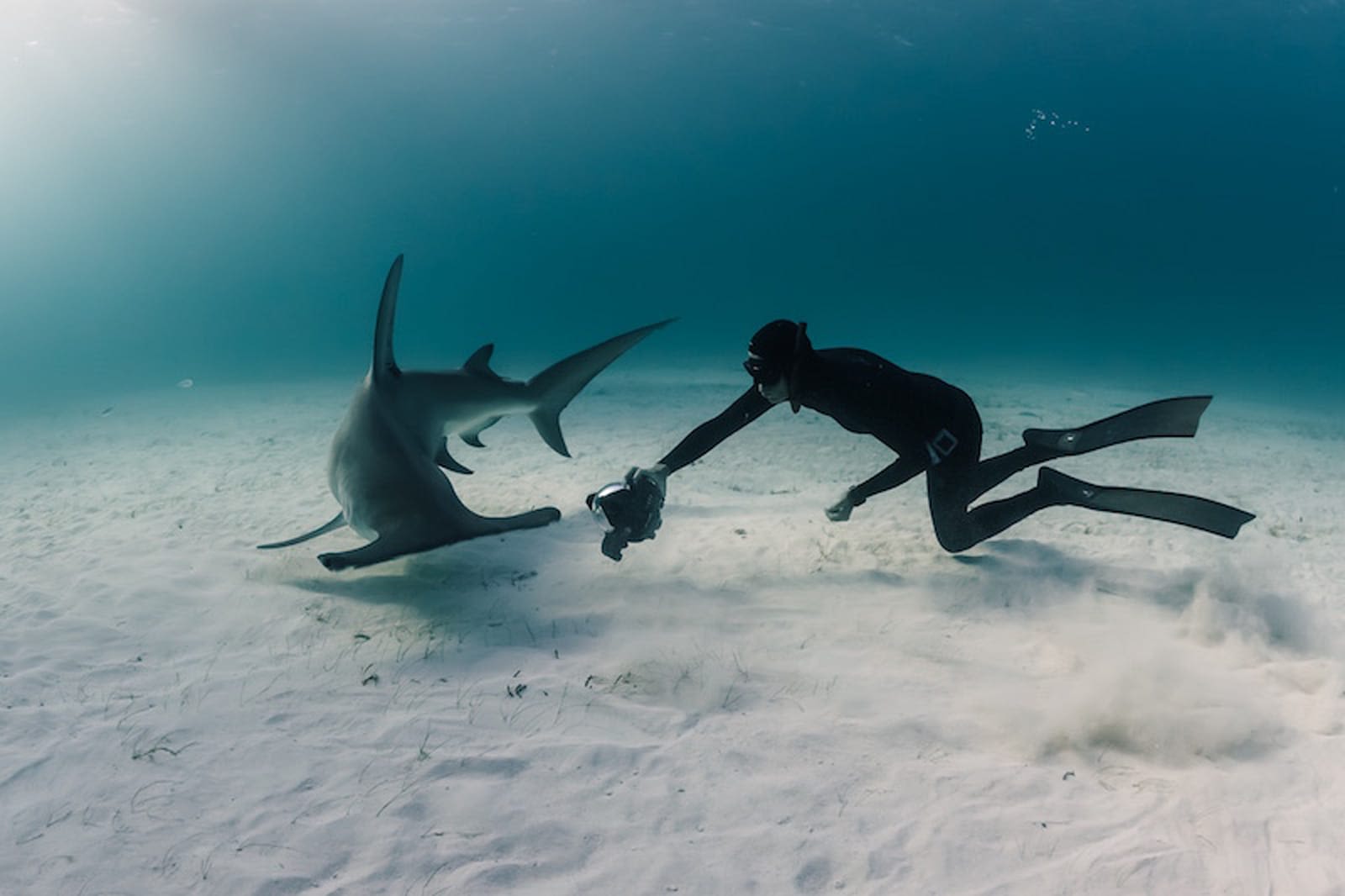 A scuba diver swimming underwater while filming a shark