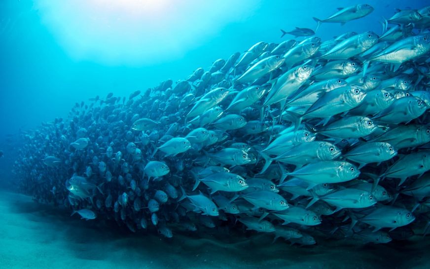 Ocean Unite