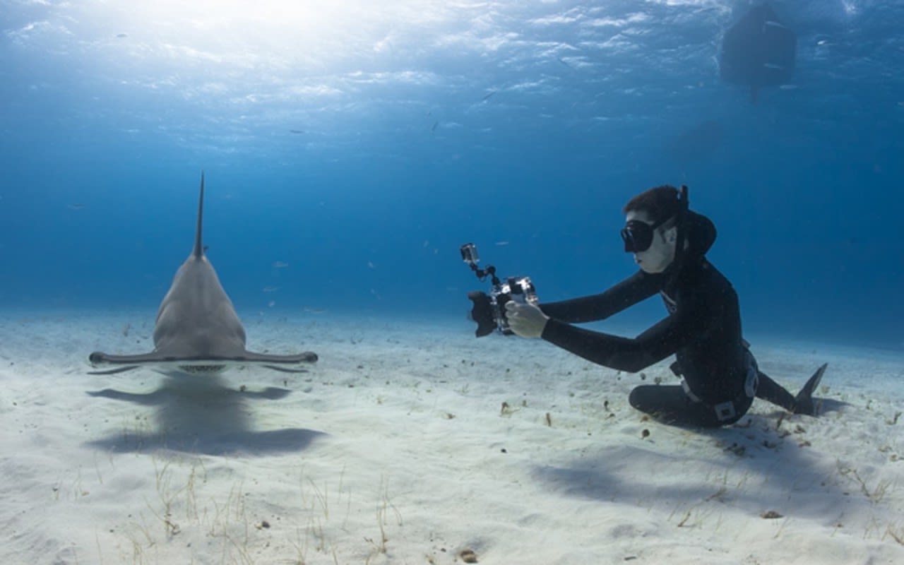 A diver takes a photo of a shark