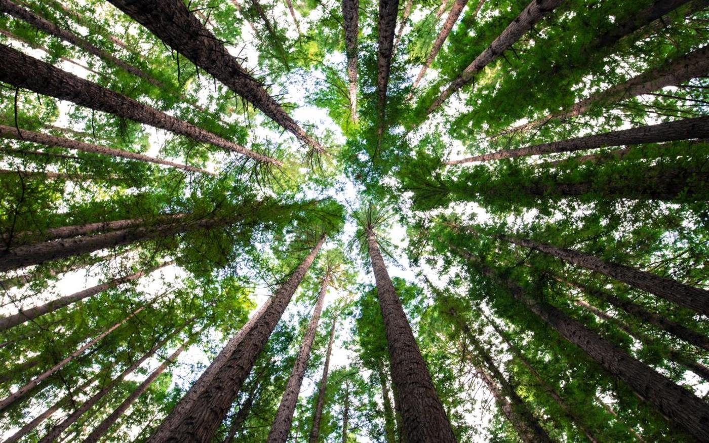 View up into the trees from the ground