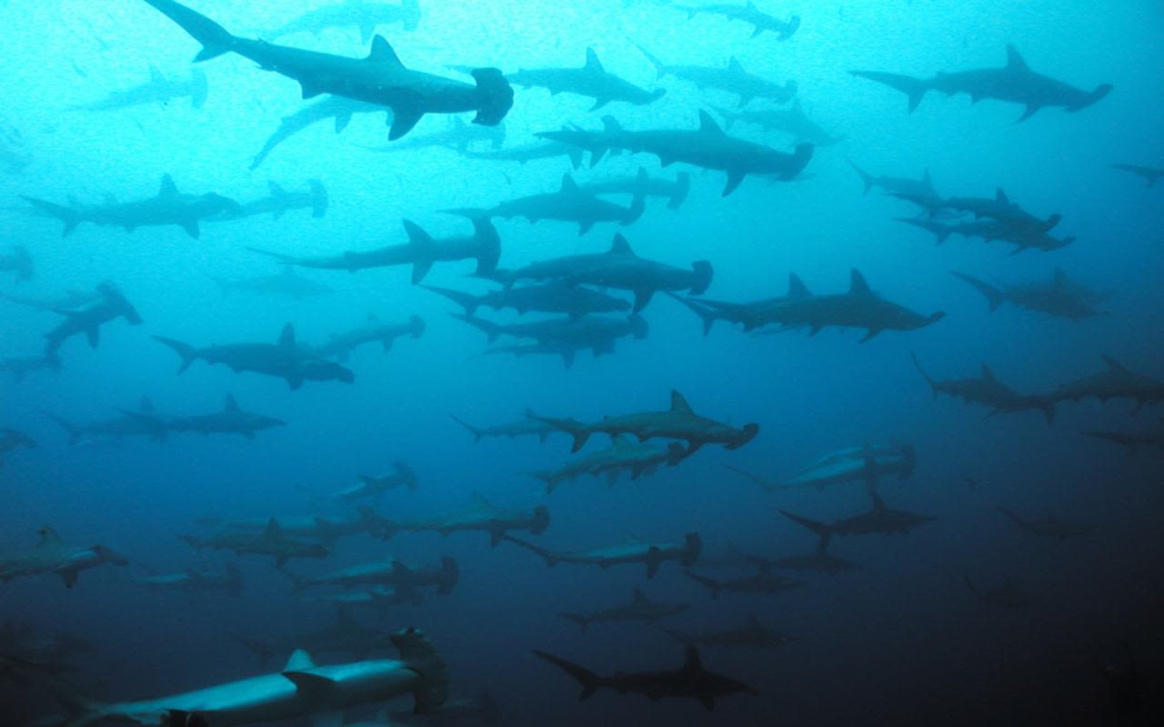 A group of hammer head shark swimming in a blue ocean.