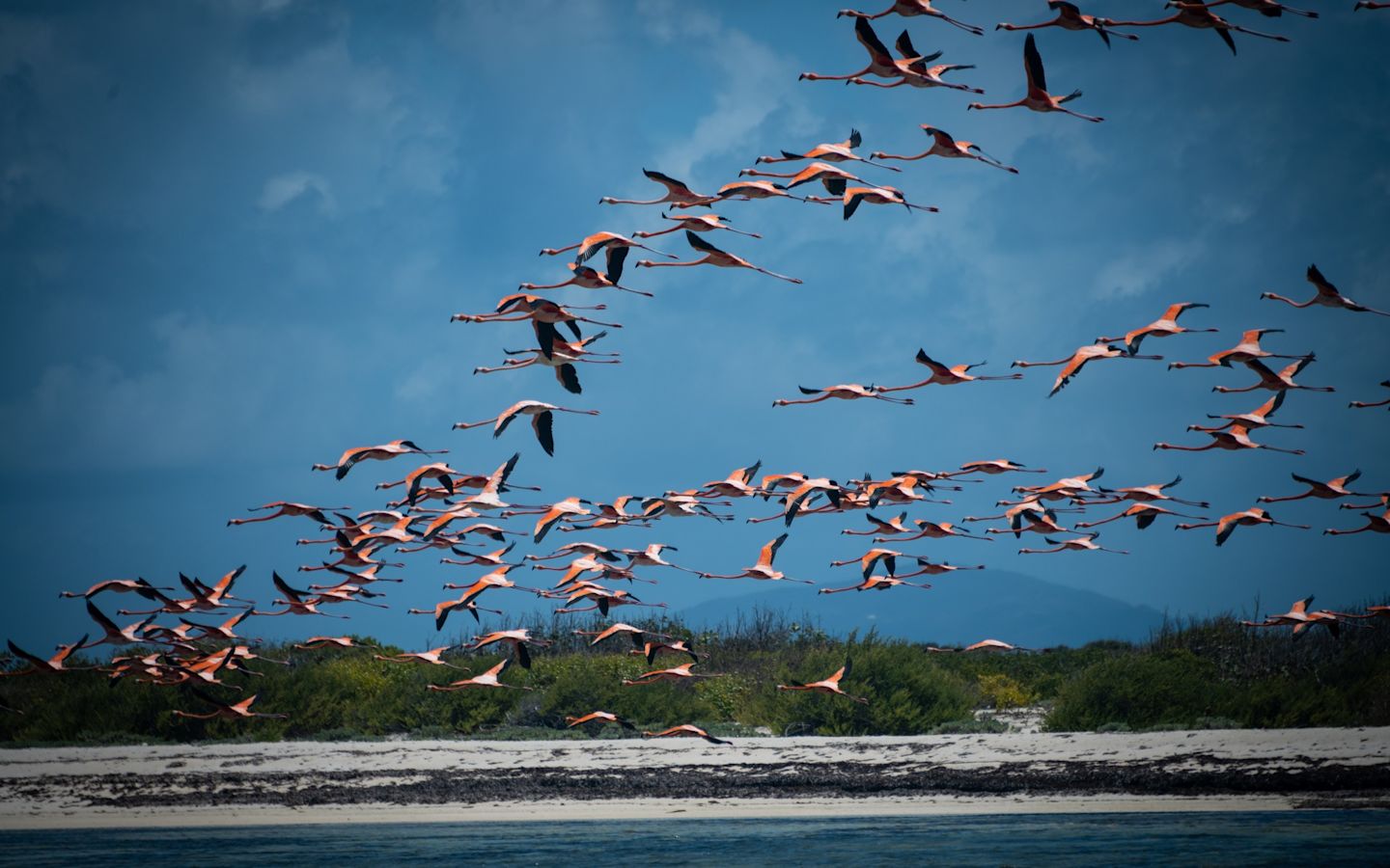 A flamboyance flying over Necker Island