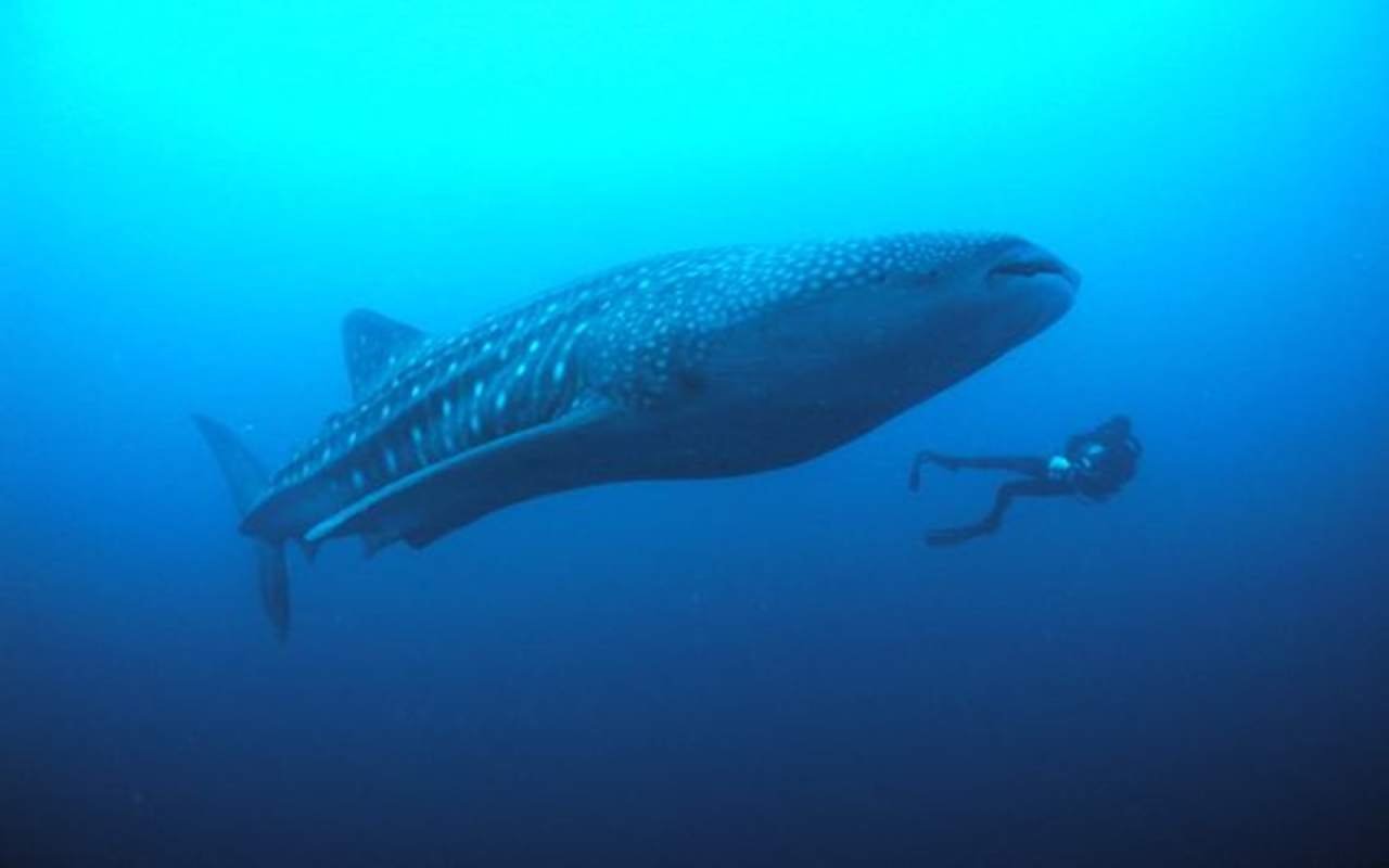 Diver in the ocean with a whale