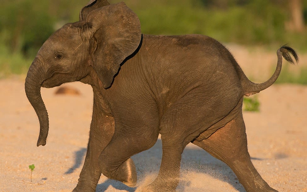 A baby elephant at Ulusaba