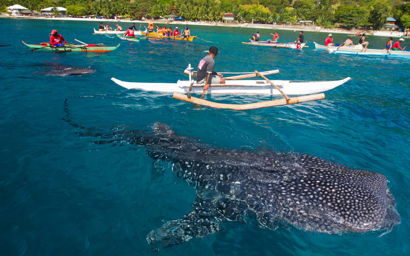 Canoes in sea with large sea mammal swimming below