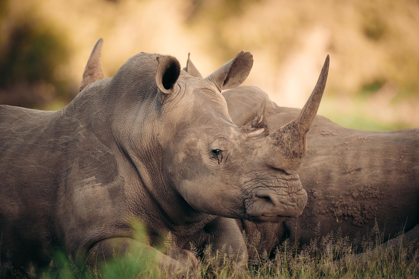 Rhino_2022_Steve Woods