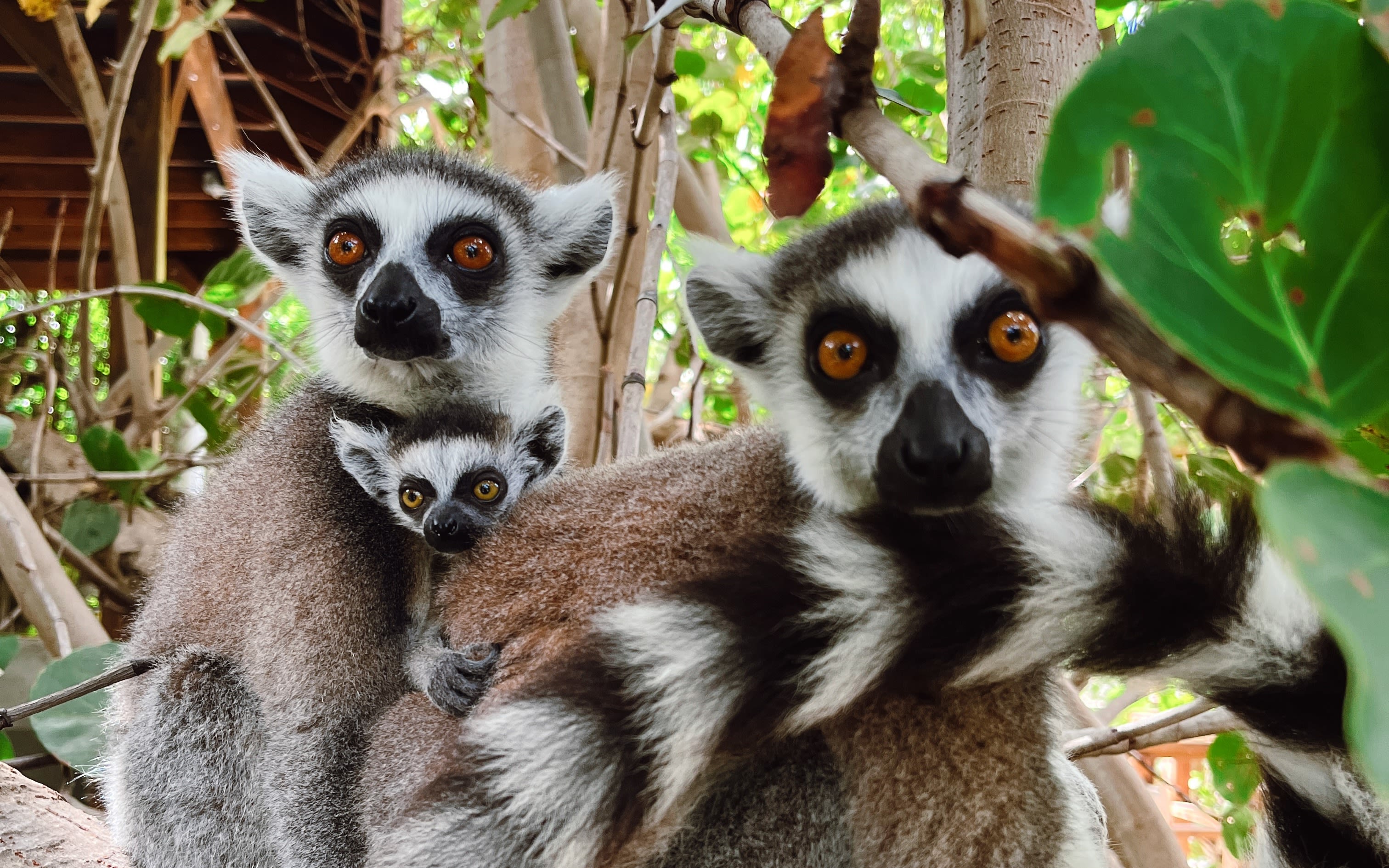An image of a family of lemurs in Necker Island