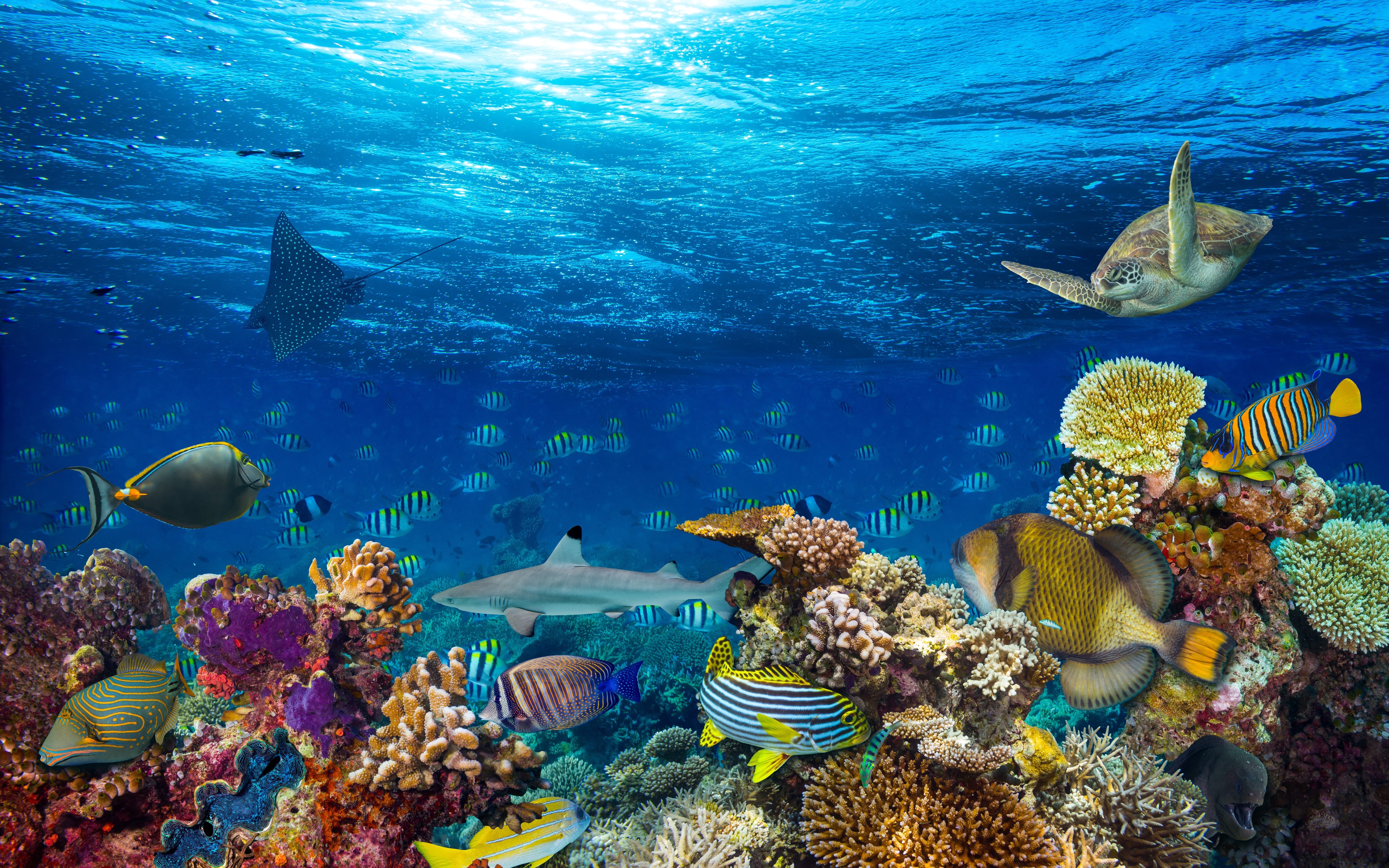 An image of the coral reef in the Maldives