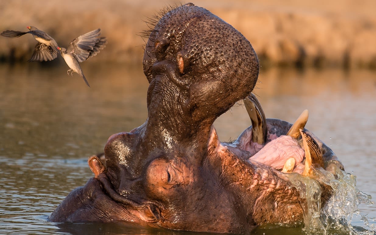 A hippo in water