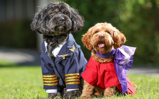 Two dogs dressed as a Virgin Australia pilot and Virgin Australia cabin crew