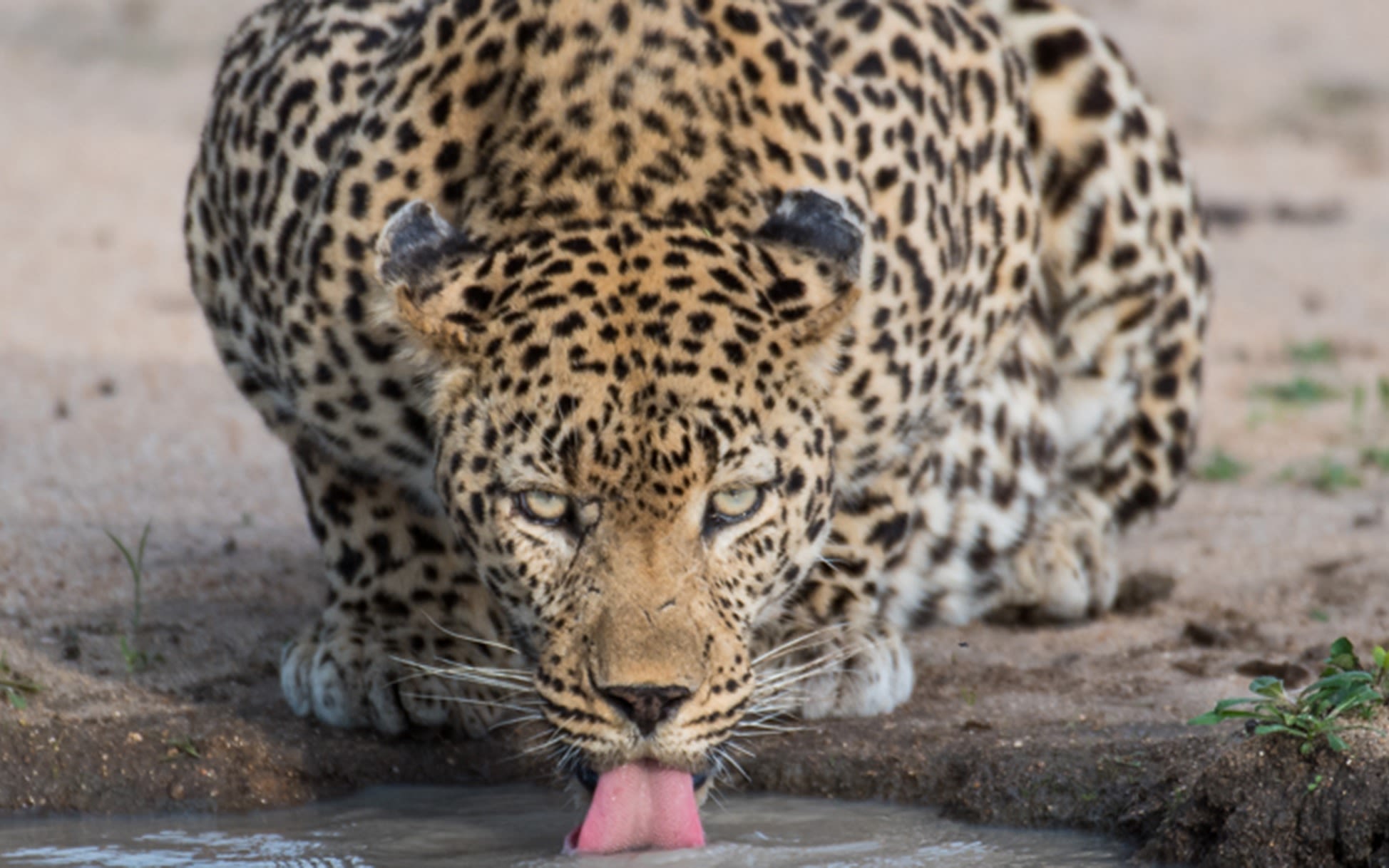 A leopard drinks from a watering hole at Ulusaba