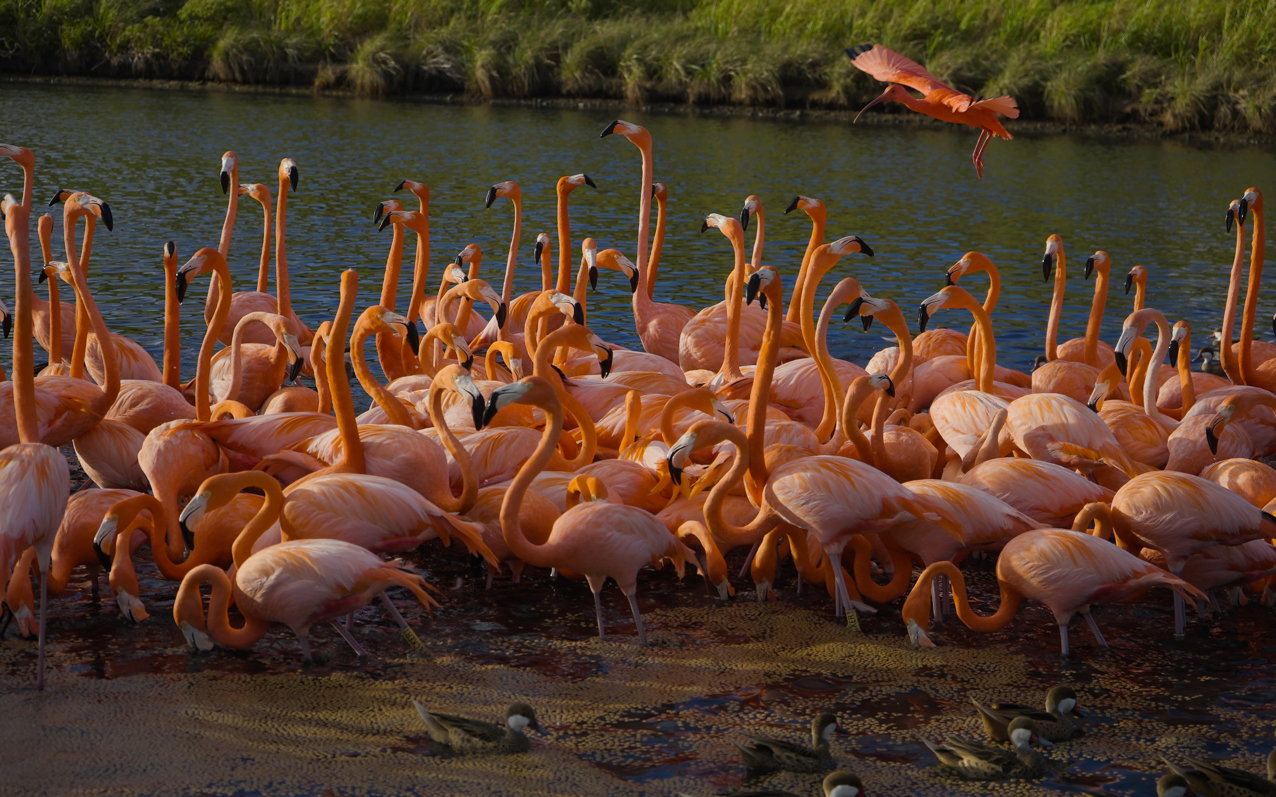 An image of flamingos on Necker Island