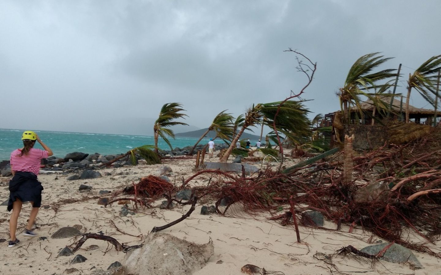 Destroyed trees on the beach