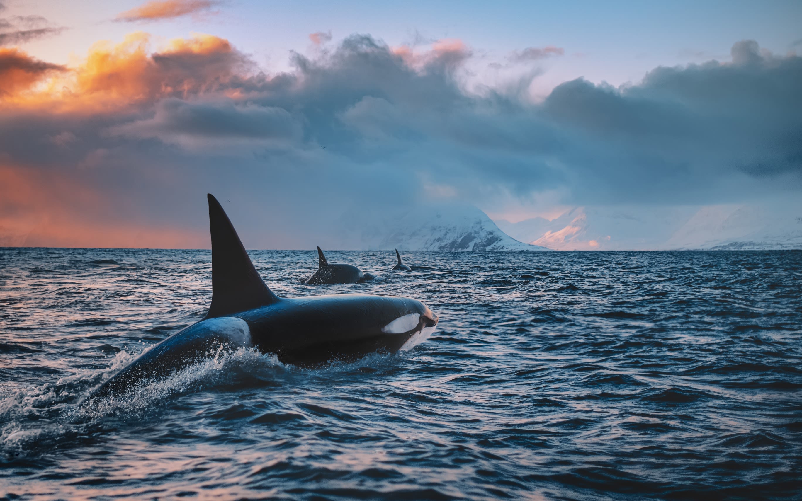 An image of an orca whale in the ocean