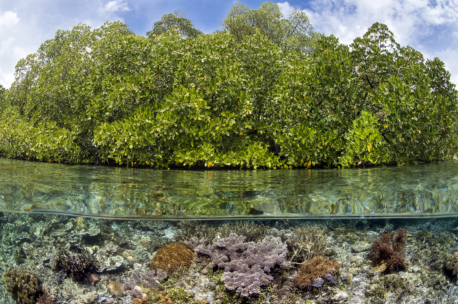 Alex Mustard | Coral Reef Image Bank
