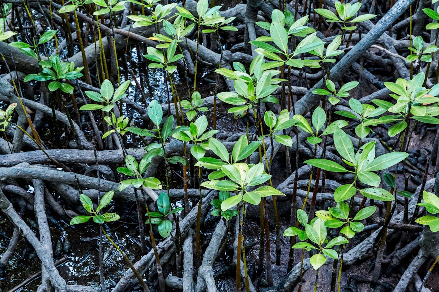 A water forest of Mangroves