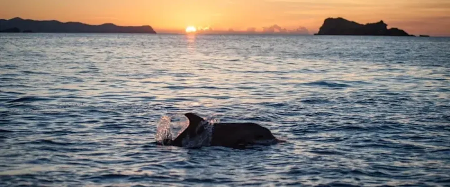 A silhouette of a dolphin at sunset