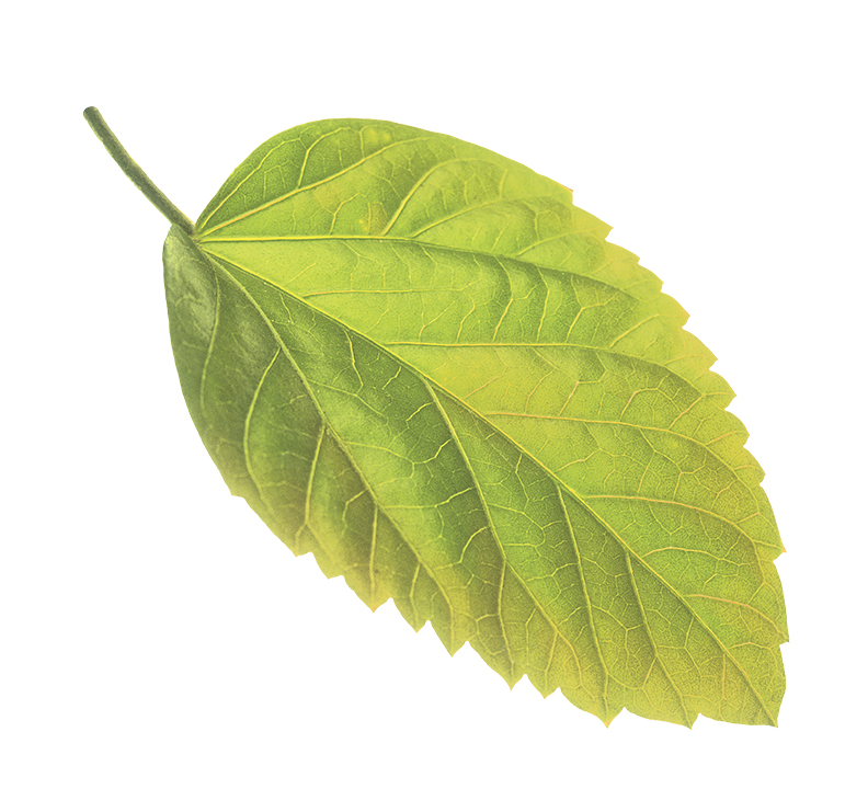 picture of leaf