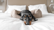 Dachshund in a bed