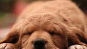 A dog sleeping