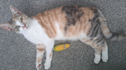 Picture of Azra's cat Betty. Should only be used on "My Cat has gone missing, what do I do now?" article