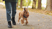 Cocker Spaniel walking in the park