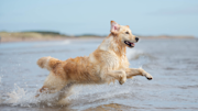 Golden Retriever swimming