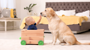 Labrador Retriever with family