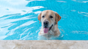 Labrador Retriever swimming
