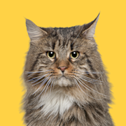 Maine coon