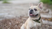 French Bulldog near open water