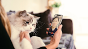 Person is on a video call with a vet on their mobile phone with a curious cat on their lap.