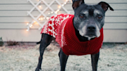 Dog in Christmas jumper