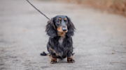 Dachshund on a walk