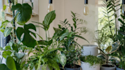 Potted plans inside room