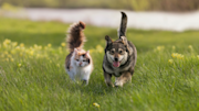 Cat and dog running in a field