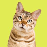 Bengal cat